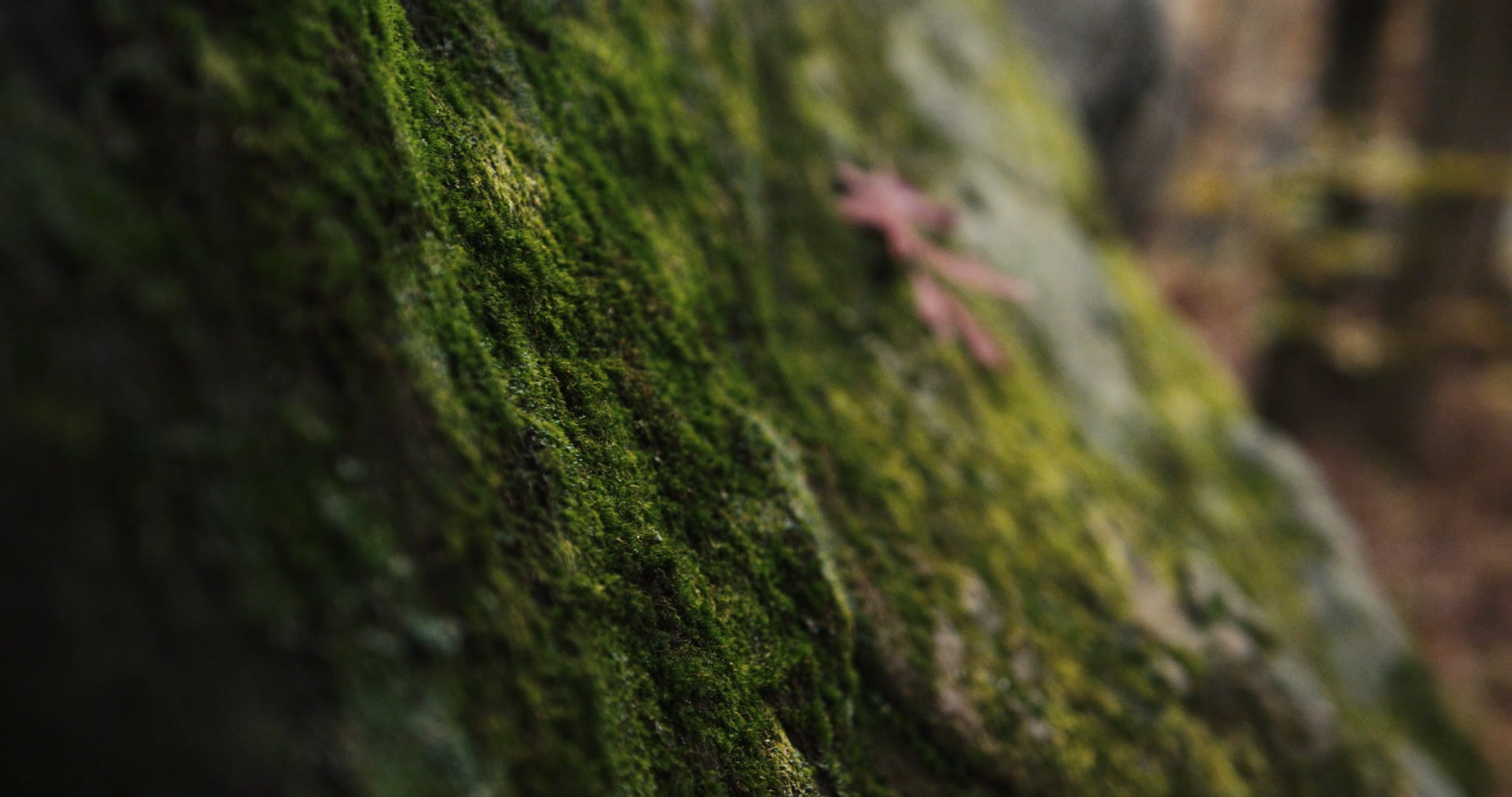 Close-up of a mossy stone