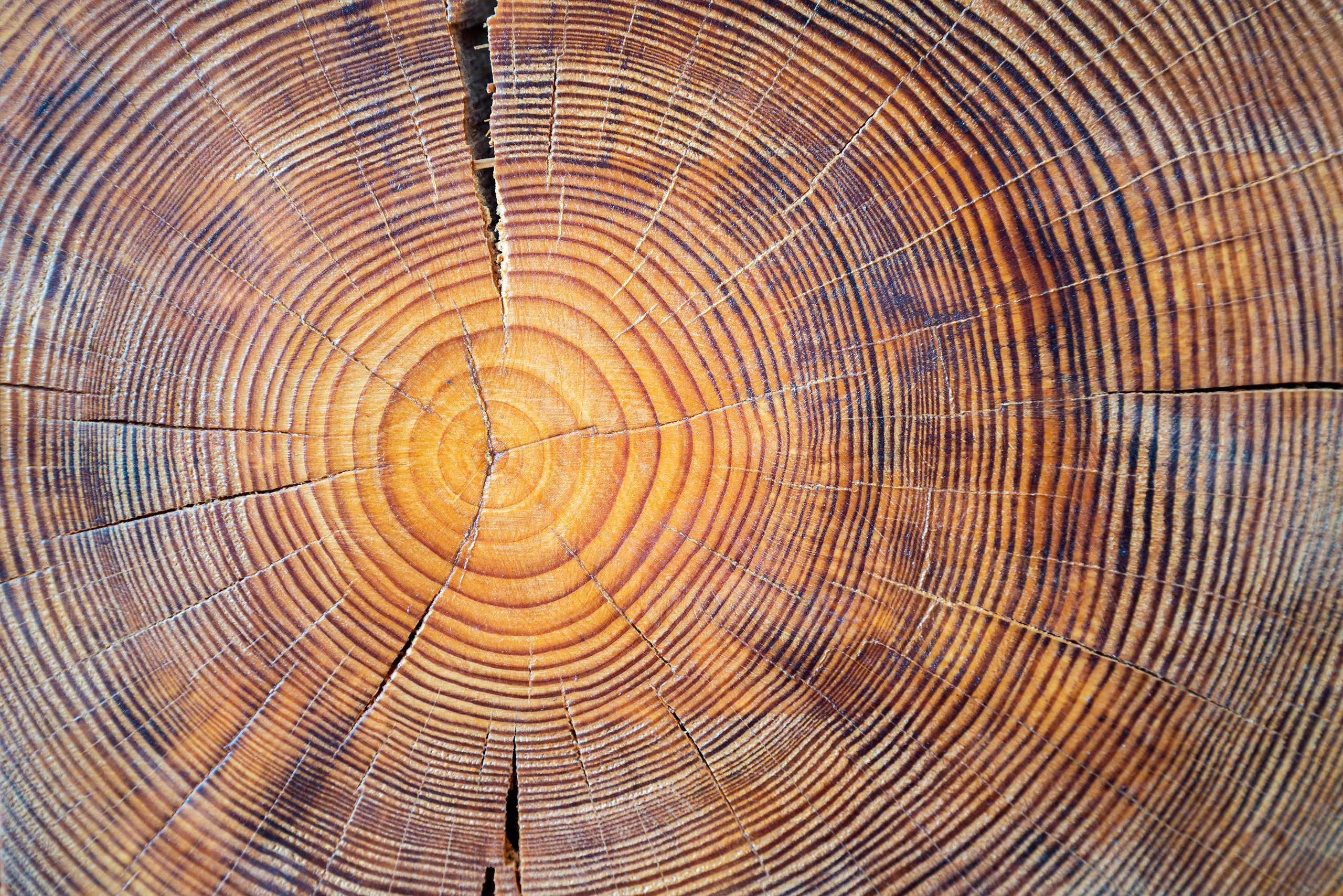 Wood rings close-up